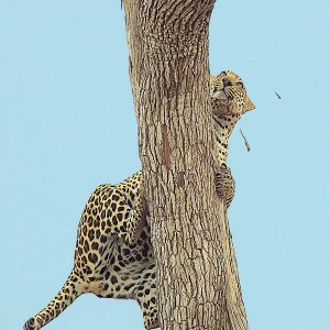 Leopard Kruger National Park